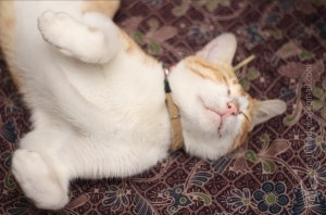 This is my cat, named Kun-Kun, because of his color, Kuning, Yellow in english. At every morning, kun-kun and boby, my other cat always entering our room just to take a sleep. This is one of his favorite positiion. There is an idiom in Indonesian for this kind of position, it called, PW, or Pewe, or, Posisi Wenak (posisi=position, wenak, or enak=comfort, comfy, etc)