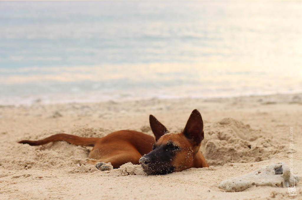 anjingpantai-sumur3-sabang_wm